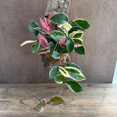 ホヤ カルノーサ リップカラー コルク付け 現品 サクララン 桜蘭 Hoya carnosa lip color サクララン 桜蘭 観葉植物 観葉 植物 珍奇植物 つる性 ハンギングにおすすめ プレゼント 贈り物 人生の出発 人生の門出 ハンギング リップ