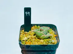 2025年最新】サンスベリア ロリダの人気アイテム - メルカリ