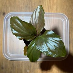み*び様 ホマロメ 紫葉紫脚 from Benkayang [HW0725-5b - メルカリ