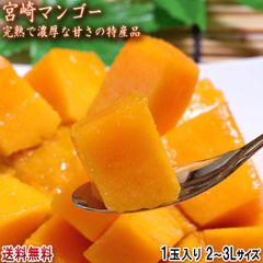宮崎マンゴー 温室・完熟栽培 1玉 2～3Lサイズ 宮崎県産 JA共撰品 甘さ濃厚な旬の美味しさ！特産品のトロピカルフルーツ