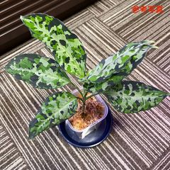 アグラオネマ　ピクタム　Aglaonema pictum Sumatra Selatan 子株