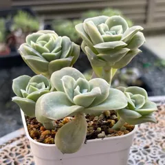 2025年最新】ラブリーローズの人気アイテム - メルカリ