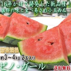ピノ・ガール 小玉スイカ 約3～4kg 2玉 山形県産 贈答規格 タネごと食べられる新品種！抜群の味と食べ易さ