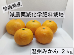 お試し！！愛媛県産　温州みかん　約2㎏　減農薬、減化学肥料栽培