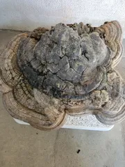 天然 縁起の良い 親子猿のこしかけ 2025年最新】猿のこしかけの人気