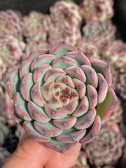 24株の抜き苗セット】女雛錦 多肉植物 佐川急便発送 エケベリア