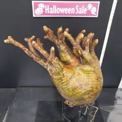 2025年最新】グラキリス ベアルートの人気アイテム - メルカリ