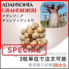 【種子】バオバブ アダンソニア グランディディエリ/セット割あり 数量3粒から