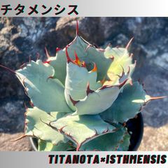 アガベ ハイブリット チタノタ×イシスメンシス/チタメンシス 子株 