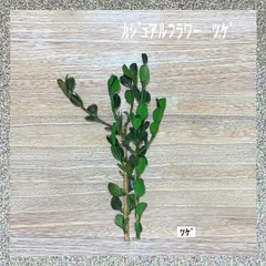 カジュアルフラワー　ツゲ