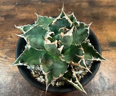 Agave Titanota アガベ チタノタ 夕映 老白鯨 大株 発根済み 送料込み