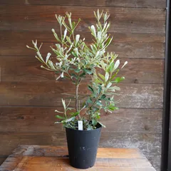 バンクシアコースト ルートプラスポット入り 生育チャレンジ / 537