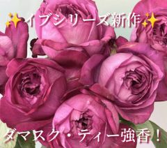 切花品種/バラ苗　くすみカラーが人気のバラ バラ苗 和ばら くすんだモーヴピンク 切花品種 ￼ - メルカリ