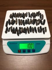 工場直売関西産A級品 乾燥なまこSSS 100g50匹 (計量時100g52本)