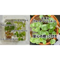 浮き草セット入門水草4種③+ウォーターマッシュルーム5本