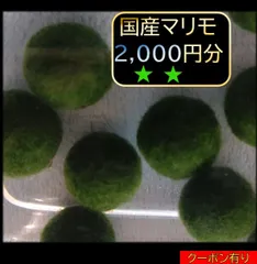 2025年最新】まりも お土産の人気アイテム - メルカリ