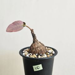 S⑥〚フィランサス・ミラビリス〛Phyllanthus Mirabilis 塊根植物 コーデックス ポット発送