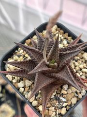 Haworthia limifolia var. striata ‘Alonso’ CG1035 ハオルチア　リミフォリア　v.ストリアータ