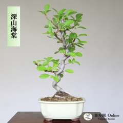 『深山海棠』ミヤマカイドウ 小品盆栽【泰寿園 Online】現品 一点物 雑木 真柏 松柏 松 初心者 室内 鑑賞 趣味 卓上盆栽 盆栽鉢 グリーン 和 ギフト プレゼント 贈答品 ミニ盆栽 誕生日 母の日 父の日 敬老の日 記念日 お祝い 優良葉性 1