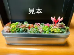 カラフル多肉弁当 (チマチマ寄せ用小パック) カット苗