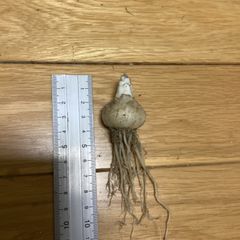 アルブカ　コンコルディアナ　球根