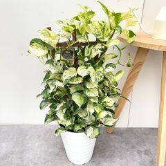 シェフレラ ジェニーネ 2【現品】☆希少☆ 観葉植物 室内 斑入り