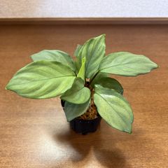 Homalomena sp. "Velvet Silver AD" from  Resun Pulau Lingga【AZ0517-11】
