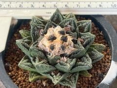 アガベ ハイブリッド ブルーグロー✖️コロラータ 子株 - メルカリ