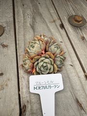 マルーンヒル　エケベリア　トロピカルガーデン　多肉植物