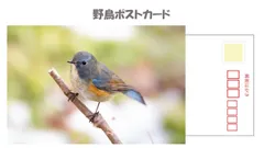 2024年最新】野鳥ポストカードの人気アイテム - メルカリ