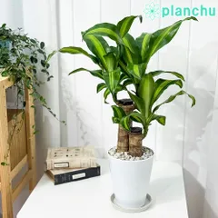 2025年最新】観葉植物 幸福の木 ドラセナ・フラグランス