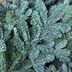 右側のスワッグ/50cm/オレゴンモミとレモンユーカリswag/銀世界