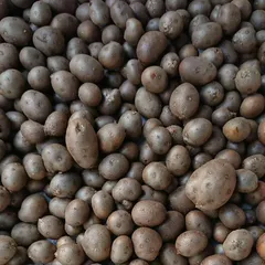 2026年最新】山芋むかごの人気アイテム - メルカリ