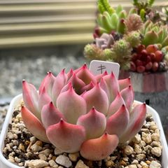 多肉植物 ☘️  キャラリアン 抜き苗
