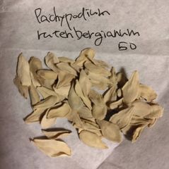 パキポディウム・ルテンベルギアナム 種子50粒 Pachypodium rutenbergianum