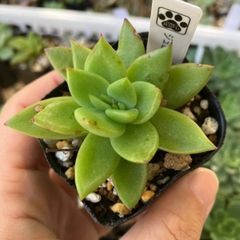 アガボイデス　ジュピター　抜き苗　多肉植物　モフ多肉
