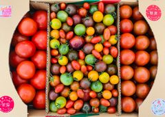 フルーツトマト詰め合わせ🍅「トマトの宝石箱」‼️クール便100サイズ🚚送料込み