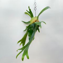 【424AＭ】【第四種郵便発送】ビカクシダ（コウモリラン）アルシコルネ（アルキコルネ）の自己主張ほどほどの苔玉　Mサイズ
