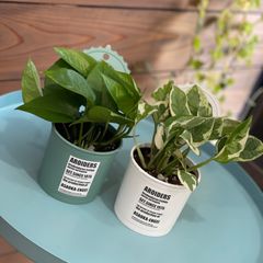 ① ポトス 2点セット エンジョイ パーフェクトグリーン 観葉植物
