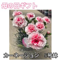 母の日ギフト ※予約販売 さくらフロマージュ 5号鉢 5月3日~お
