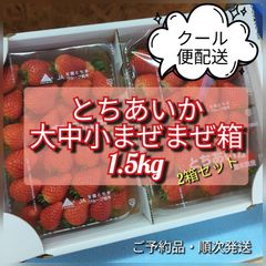 【予約早割】【クール便配送】とちあいか　【規格外・訳あり】約1.5kgx4箱 楽天市場】【ふるさと納税】 楽天限定 いちご とちあいか 訳あり