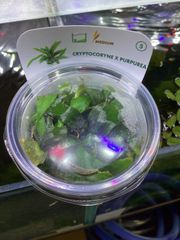 クリプトコリネ プルプレア　組織培養　デナリー社 Cryptocoryne X Purpurea