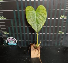 フィロデンドロン マジェスティックPhilodendron Majestic