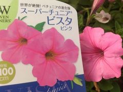 【 くーさん専用 】スーパーチュニア　ビスタ　シルバーベリー　3号苗 登録品種 等　1株