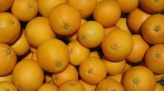 家庭用◆和歌山県産◆ネーブル◆国産オレンジ◆2.5㎏◆サイズ混合