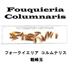 2月入荷 10粒+ フォークイエリア コルムナリス 証明書あり 種 種子 観峰玉のサムネイル