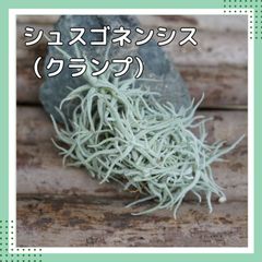 チランジア　【シュスゴネンシス・クランプ 】Tillandsia エアプランツ エアープランツ チランジア