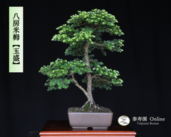 八房米栂 コメツガ【玉盛】ギョクセイ 挿し木【泰寿園 Online】現品 一点物 松 盆栽 松柏 室内 鑑賞 趣味 卓上盆栽 盆栽鉢 グリーン 和 ギフト プレゼント 贈答品 小品盆栽 誕生日 母の日 父の日 敬老の日 記念日 お祝い インテリア3