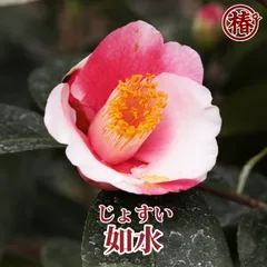 2024年最新】花園小花の人気アイテム - メルカリ