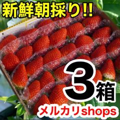③箱【複数割】愛媛県産新鮮朝採りいちご